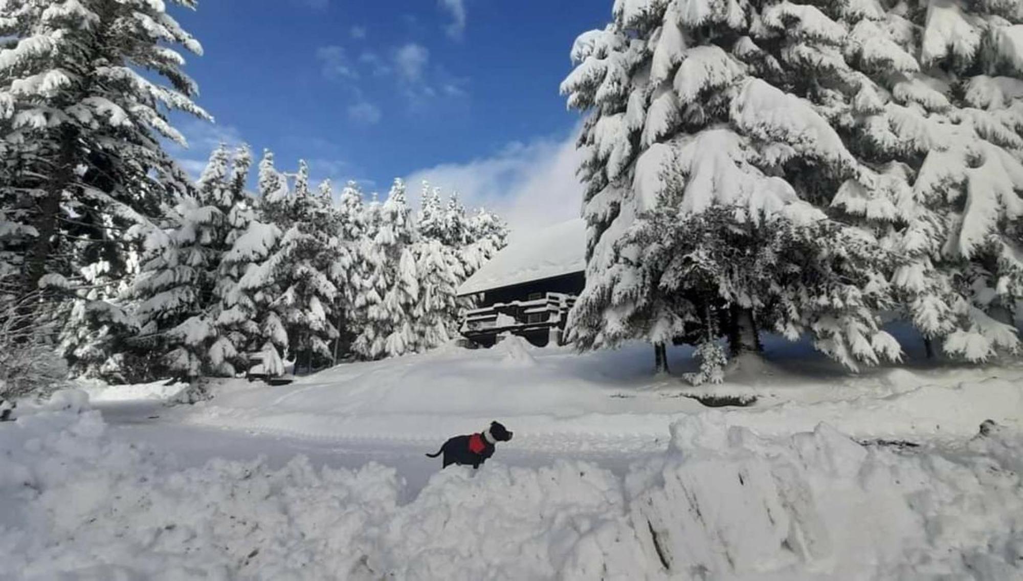 Rogla - Chalet Mojca Pokrajculja Zrece Exterior photo